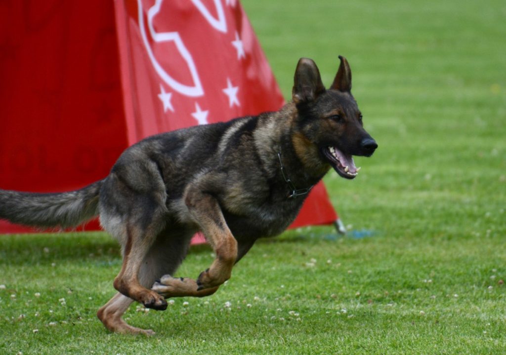 OG Glanmire Club IGP Trial