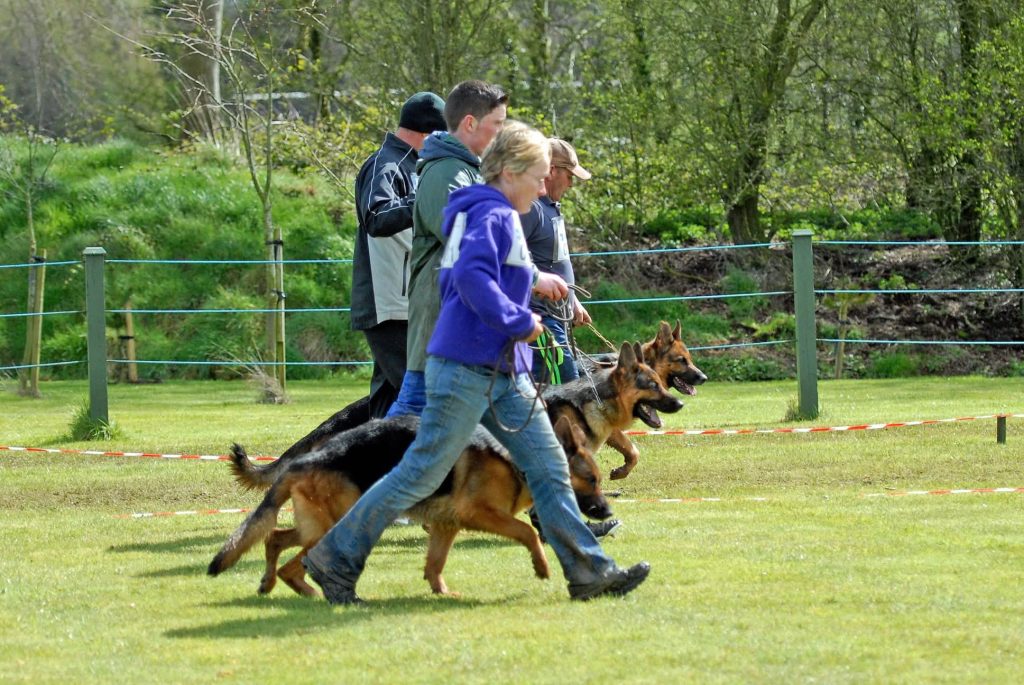 Irish Sieger Breed Show and Körung 2026 - ENTRY FORM AND SCHEDULE NOW ONLINE